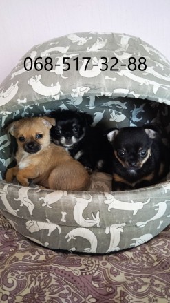 Продам декоративних собак породи чіхуахуа, які народилися 02.02.23 р., з докумен. . фото 2