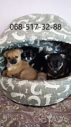 Продам декоративних собак породи чіхуахуа, які народилися 02.02.23 р., з докумен. . фото 1
