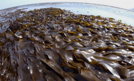 Предлагаю Вашему вниманию сушеную морскую капусту отличного качества Laminaria J. . фото 4