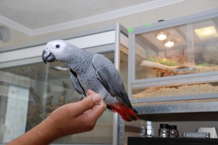 В продаже есть попугай Жако АлохвостыйПтицы разного возраста от 2 месяцев, наши . . фото 5