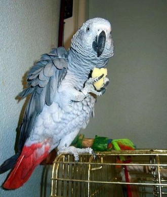В продаже есть попугай Жако АлохвостыйПтицы разного возраста от 2 месяцев, наши . . фото 7