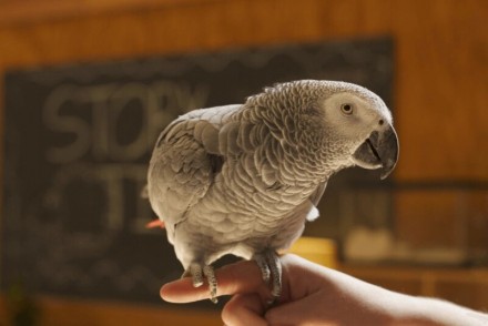 В продаже есть попугай Жако АлохвостыйПтицы разного возраста от 2 месяцев, наши . . фото 2
