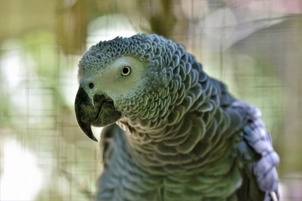В продаже есть попугай Жако АлохвостыйПтицы разного возраста от 2 месяцев, наши . . фото 4