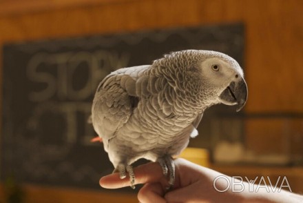 В продаже есть попугай Жако АлохвостыйПтицы разного возраста от 2 месяцев, наши . . фото 1