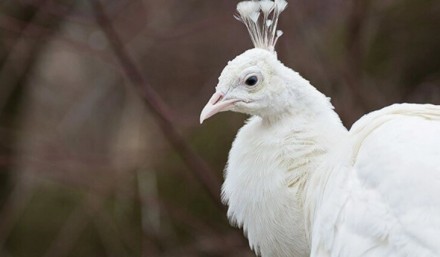 Белый павлин — большая и стройная птица. Характерным признаком самца павлина явл. . фото 4