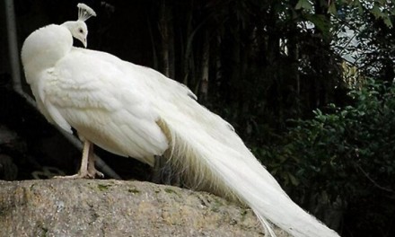Белый павлин — большая и стройная птица. Характерным признаком самца павлина явл. . фото 5