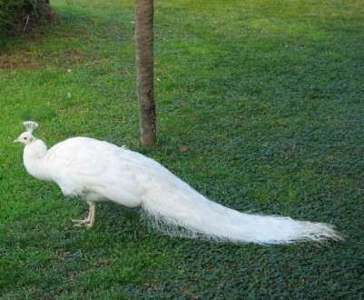 Белый павлин — большая и стройная птица. Характерным признаком самца павлина явл. . фото 7