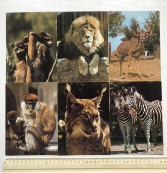 Набор цветных фотографий. 17 листов.
Navsteva v zoo III.
Посещение зоопарка II. . фото 5