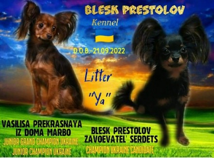 Питомник "BLESK PRESTOLOV" г.Харьков предлагает высокопородного щенка . . фото 2