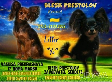 Питомник "BLESK PRESTOLOV" г.Харьков предлагает высокопородного щенка . . фото 1