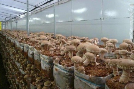 Грибной блок Шиитаке. Киев. фото 1 Грибной блок Шиитаке. Киев. фото 1