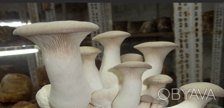 Міцелій Ерінги зерновий Королівська глива 1 кг