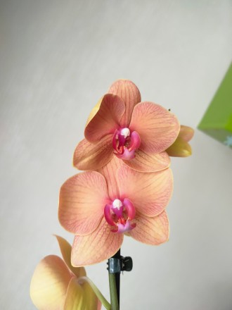 Орхідеї великий вибір і помірні ціни.
Орхи від  200 грн.
Підлітки орхідей від . . фото 5