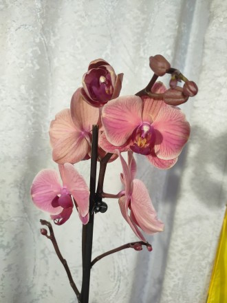 Орхідеї великий вибір і помірні ціни.
Орхи від  200 грн.
Підлітки орхідей від . . фото 6