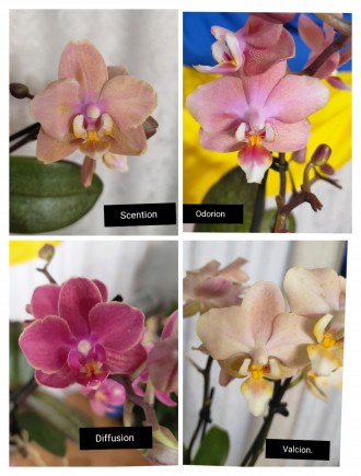 Орхідеї великий вибір і помірні ціни.
Орхи від  200 грн.
Підлітки орхідей від . . фото 2