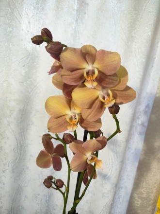 Орхідеї великий вибір і помірні ціни.
Орхи від  200 грн.
Підлітки орхідей від . . фото 4