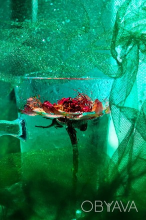 Открытка с прозрачной чашкой, розой и зеленым цветом. Фотограф Катерина Савенко.. . фото 1
