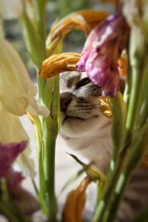 Очаровательное фото кота за цветами. Фотограф Катерина Савенко.
	Плотная бумага . . фото 2