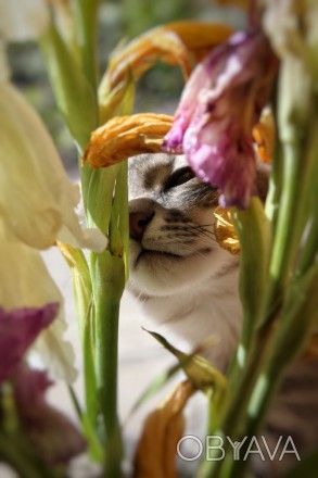 Очаровательное фото кота за цветами. Фотограф Катерина Савенко.
	Плотная бумага . . фото 1
