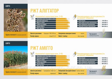 РЖТ АМІГГО
Сорго
ЗАГАЛЬНІ ХАРАКТЕРИСТИКИ:
	Тип використання: силос
	Висота росли. . фото 3