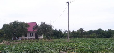 Продається овочева тваринницька садова ягідна равликова ферма Канівський район, . . фото 12
