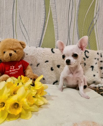 Mini Чихуахуа дівчинка. Кривой Рог. фото 1 Mini Чихуахуа дівчинка. Кривой Рог. фото 1