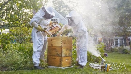 Пропонуються бджоломатки Карніка, бакфаст, італійка, карпатка - нащадки елітних . . фото 1