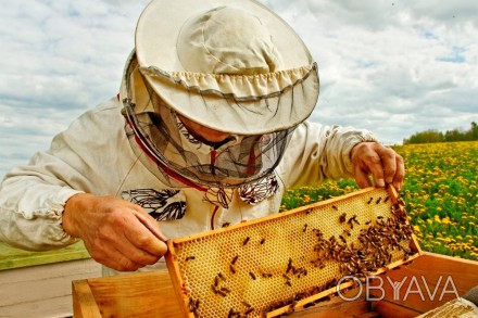 Продам бджолосім'ї Карніка з бджолороплідної пасіки. Чому у нас купувати ви. . фото 1