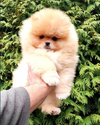 Той Пудель цуценята дівчинка Toy Poodle. Киев. фото 1 Той Пудель цуценята дівчинка Toy Poodle. Киев. фото 1