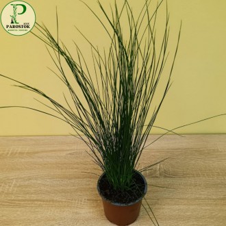 Джункус. Пенсл Грасс (Juncus. Pencil Grass).. Київ. фото 1 Джункус. Пенсл Грасс (Juncus. Pencil Grass).. Київ. фото 1