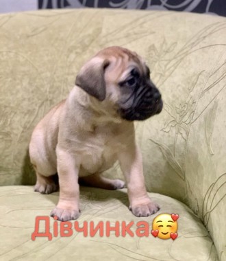 Собаки породы той терьер цена в украине