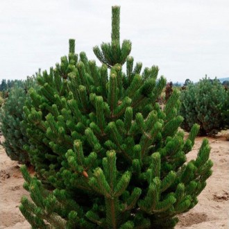 Сосна черная Орегон Грин / Pinus nigra Oregon Green
Один из самых красивых и изы. . фото 3