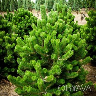 Сосна черная Орегон Грин / Pinus nigra Oregon Green
Один из самых красивых и изы. . фото 1