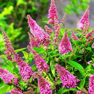 Будлея давида Литл Пинк / Buddleja davidii Little Pink
Buddleja Butterfly Candy . . фото 2