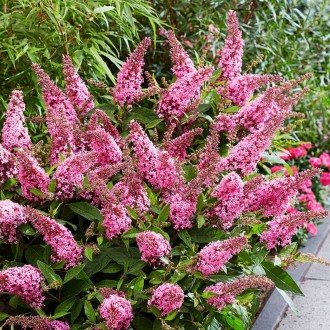 Будлея давида Литл Пинк / Buddleja davidii Little Pink
Buddleja Butterfly Candy . . фото 3