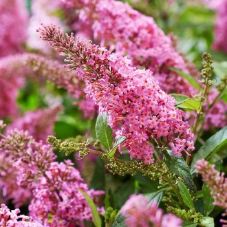 Будлея давида Литл Пинк / Buddleja davidii Little Pink
Buddleja Butterfly Candy . . фото 7