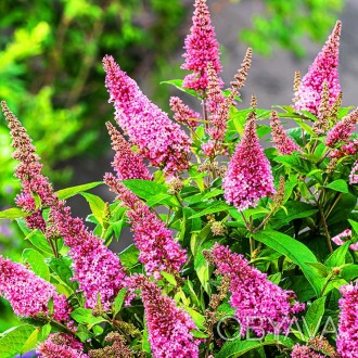 Будлея давида Литл Пинк / Buddleja davidii Little Pink
Buddleja Butterfly Candy . . фото 1