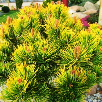 Сосна горная Винтер Голд / Pinus mugo Wintergold
Карликовый хвойный кустарник ша. . фото 5