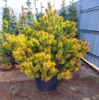 Сосна горная Винтер Голд / Pinus mugo Wintergold
Карликовый хвойный кустарник ша. . фото 3