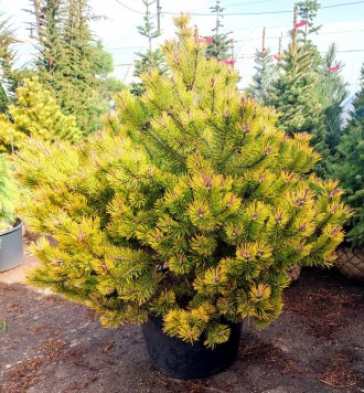 Сосна горная Винтер Голд / Pinus mugo Wintergold
Карликовый хвойный кустарник ша. . фото 4