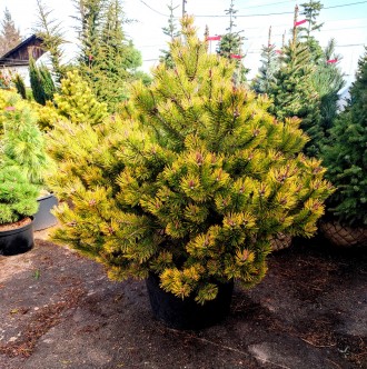 Сосна горная Винтер Голд / Pinus mugo Wintergold
Карликовый хвойный кустарник ша. . фото 2