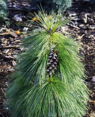 Сосна шверина Витхорст / Pinus schwerinii Wiethorst 
Сосна Шверина имеет асиммет. . фото 8