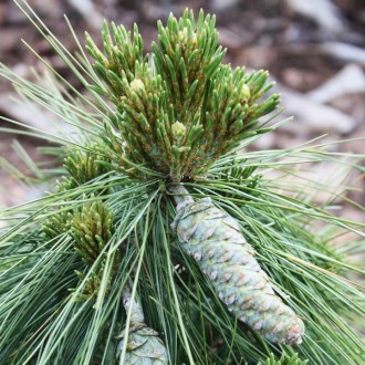Сосна шверина Витхорст / Pinus schwerinii Wiethorst 
Сосна Шверина имеет асиммет. . фото 9