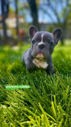 Продаю своїх цуциків Franse bulldog. Киев. фото 1 Продаю своїх цуциків Franse bulldog. Киев. фото 1
