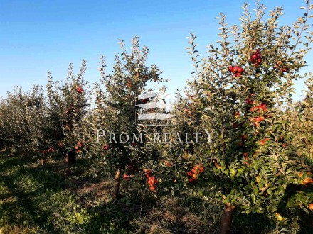 Пропонуємо до Вашої уваги готовий бізнес з вирощування яблук.
Місцезнаходження . . фото 11