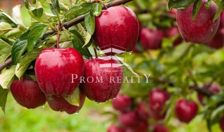 Пропонуємо до Вашої уваги готовий бізнес з вирощування яблук.
Місцезнаходження . . фото 2