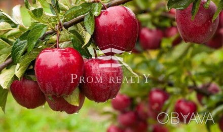 Пропонуємо до Вашої уваги готовий бізнес з вирощування яблук.
Місцезнаходження . . фото 1