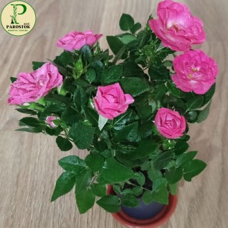Троянда Кімнатна (Rosa).. Київ. фото 1 Троянда Кімнатна (Rosa).. Київ. фото 1