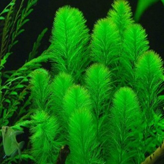 Продам аквариумные растения
Перистолистник елочный Уруть елочная (Myriophyllum . . фото 2