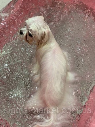 
Ванна
Pet Dog Spa Bathtub — професійна ванна зі спа-системою та функцією озонув. . фото 6